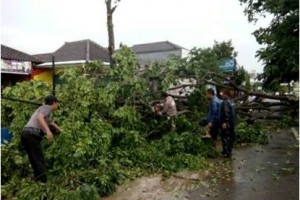Hujan Deras, Sejumlah Pohon Tumbang 